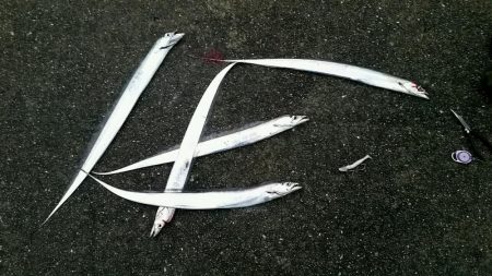 ホームの浜タチウオ復調。朝5夕5のツ抜け達成！